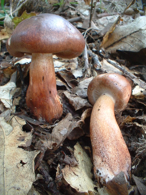 Tricholoma ustaloides